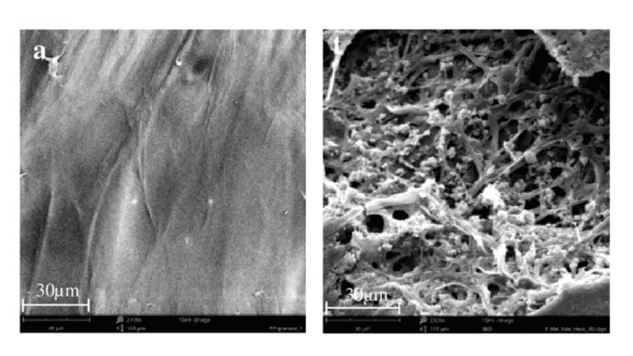 Nieuw experiment toont hoe schimmels polypropyleen biologisch kunnen afbreken