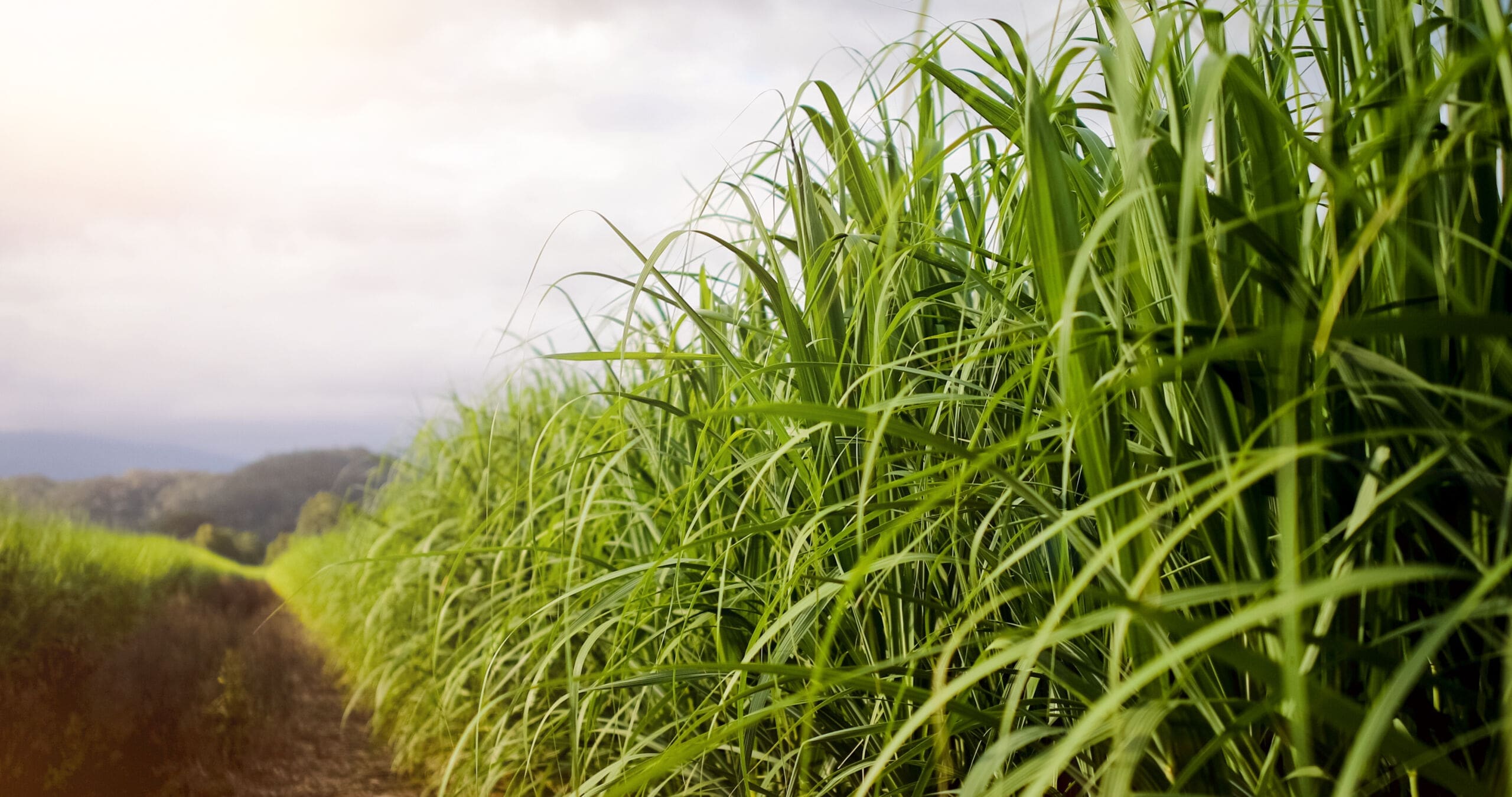 Wereldwijde productiecapaciteit van bioplastics blijft groeien
